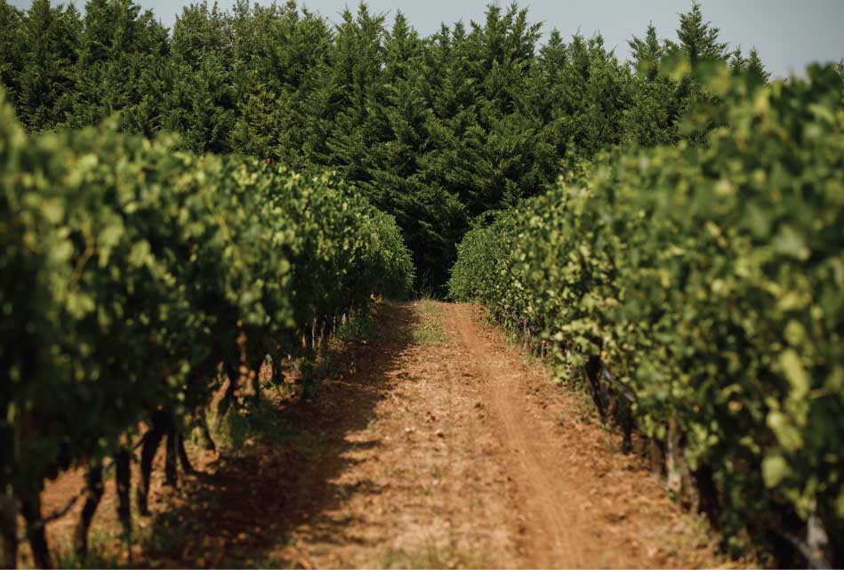 Agricoltura biologica certificata